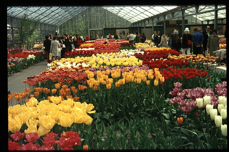 09.Keukenhof apr 1973.JPG
